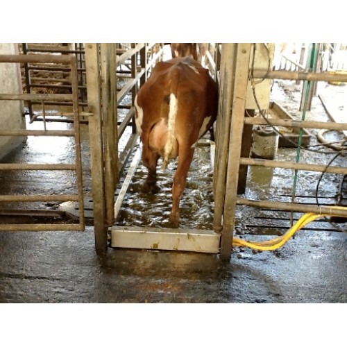 Hoofcount Automatic Footbath G Shepherd Animal Health