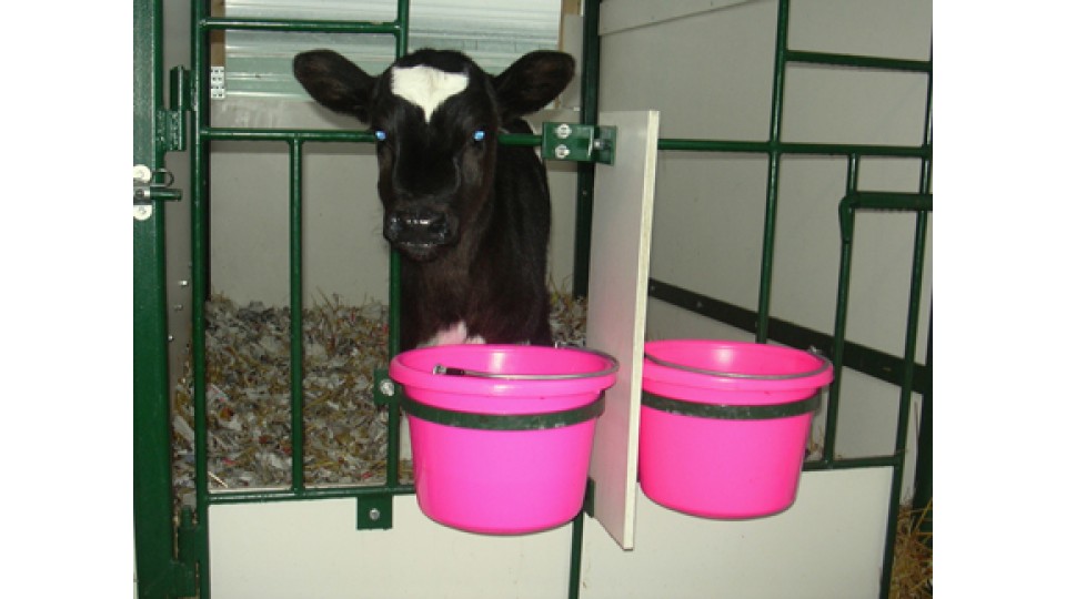 Scour is the most common disease found in young calves, and the greatest cause of mortality.