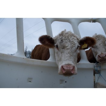 Nutrition - Energy Balance is the Key! Nutrition - Energy Balance is the Key!