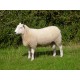 FG article - Mineral Supplementation in sheep- Back to Basics