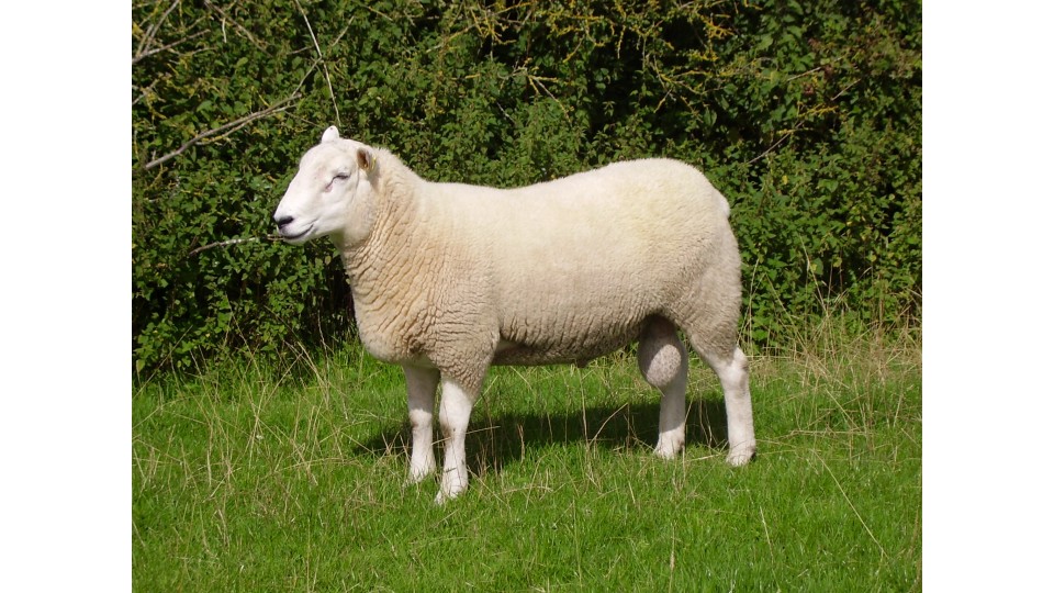 FG article - Mineral Supplementation in sheep- Back to Basics