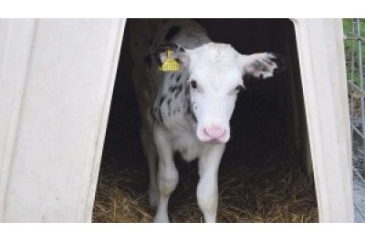 Cutting carbon footprint begins with the calf (first published in British Dairying), written by Ann Hardy