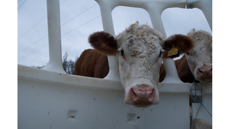 A Practical Approach to Minerals & Vitamins in Beef Cattle A Practical Approach to Minerals & Vitamins in Beef Cattle
