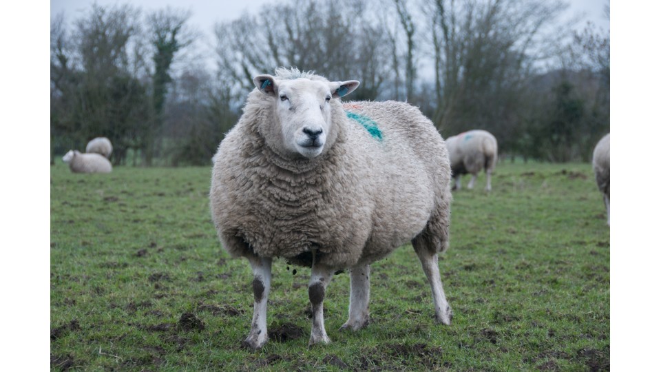 Mastitis in sheep the facts