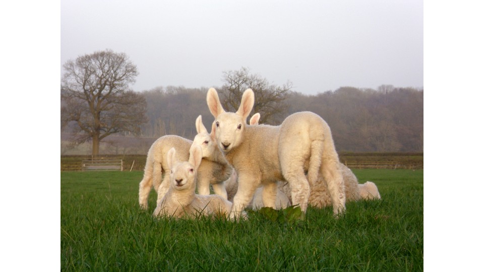 Lambing Time, Are you Ready? Lambing Time, Are you Ready?