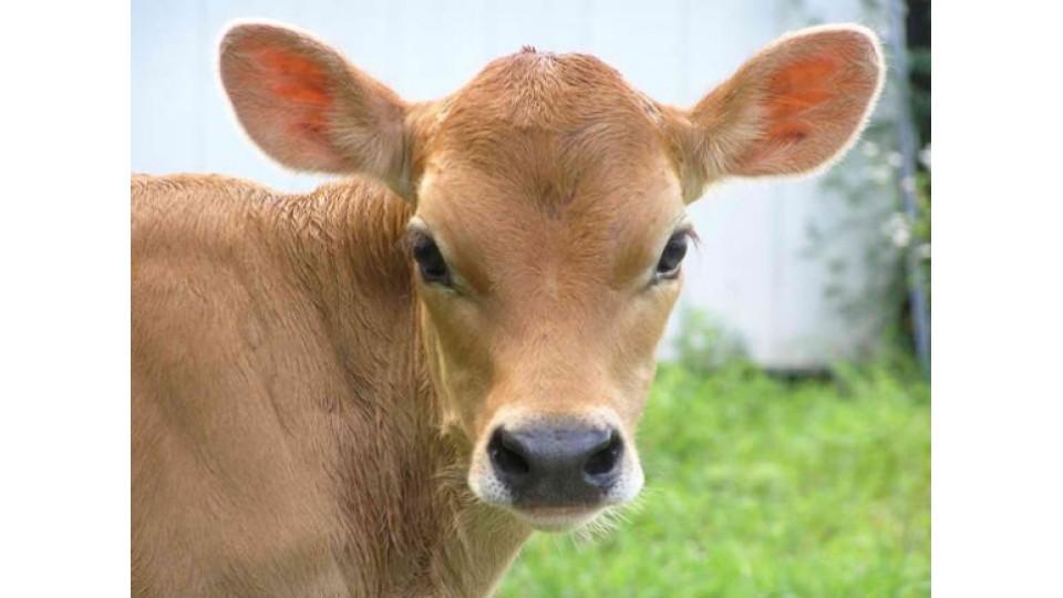 Antibiotics for calf scours?
