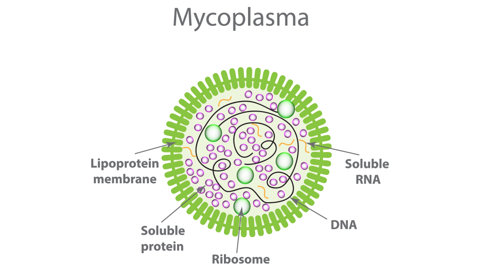 Facts about Mycoplasma in Cattle