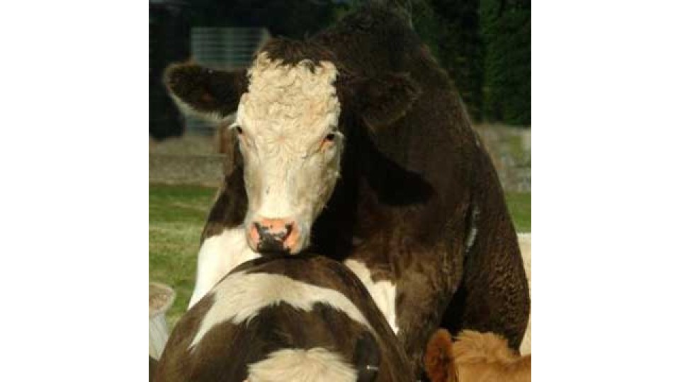 Cows Showing Standing Heat during Pregnancy