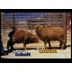 Cobalt deficiency in sheep and cattle