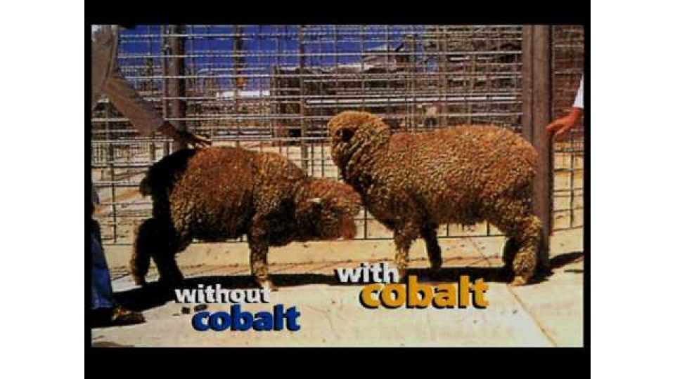 Cobalt deficiency in sheep and cattle
