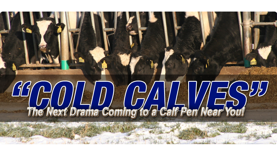 Rearing calves in cold weather