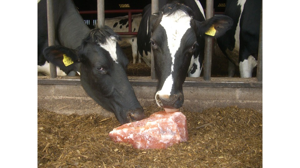 SALT, why is it important in Cattle & Sheep feeding?