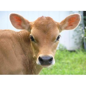 Other Calf Care Products (8)