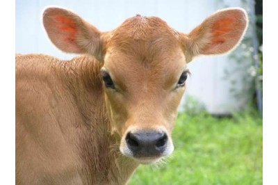Bluetongue BTV-3 cases in Devon and Cornwall