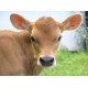 Bluetongue BTV-3 cases in Devon and Cornwall