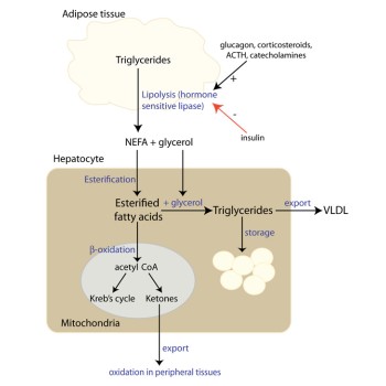 Ketosis Ketosis