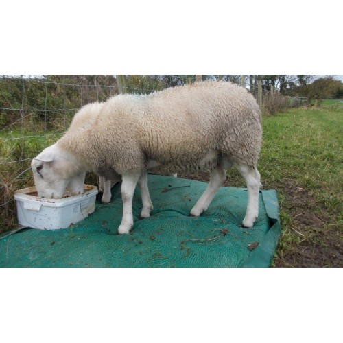 Baa-Mat - foot mat for sheep