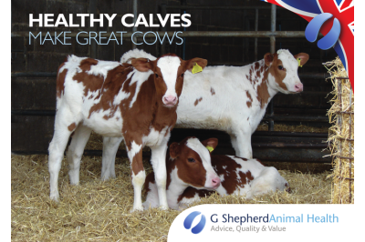 Celebrating 100 years of pasteurising milk for calves to improve health.