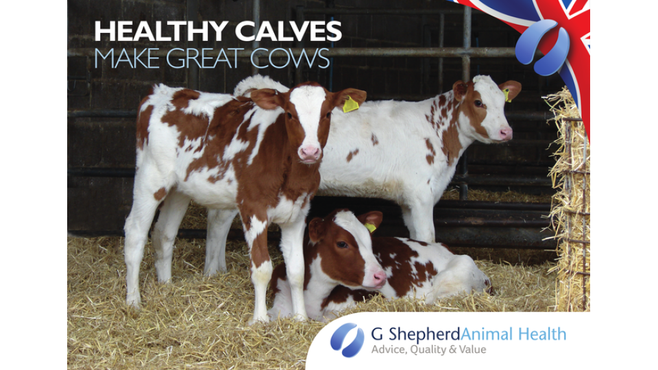 Celebrating 100 years of pasteurising milk for calves to improve health. Celebrating 100 years of pasteurising milk for calves to improve health.