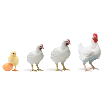 Pigs & Poultry Pigs & Poultry