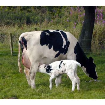 Healthy Calves Make Great Cows- Calf Health