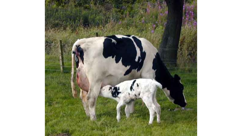 Tackling Salmonella in Calves