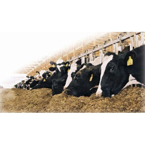 NRG LIQUID ENERGY feed NRG LIQUID ENERGY feed