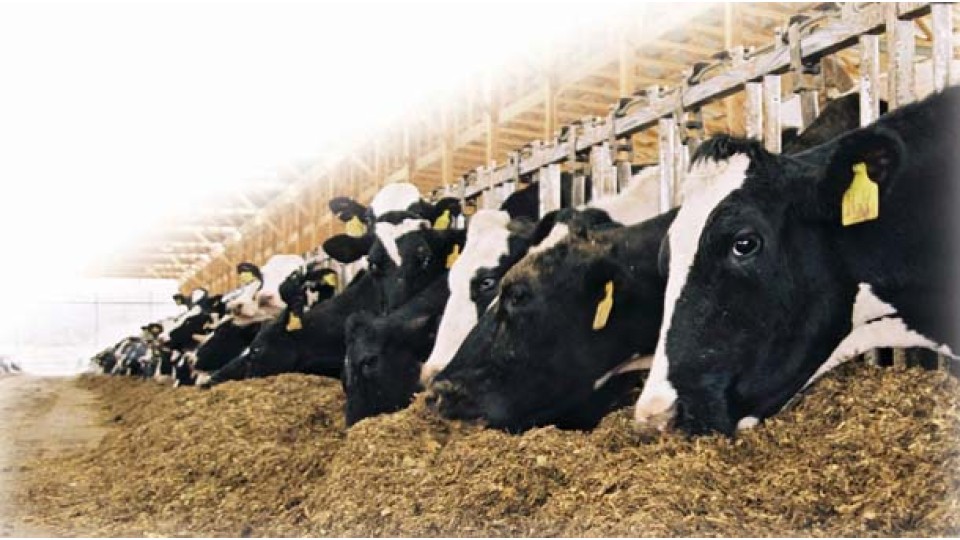 NRG LIQUID ENERGY feed