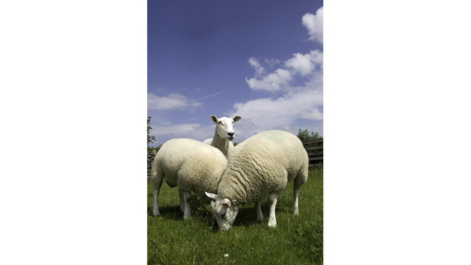 Thoughts on sheeps feet...