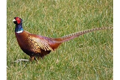 Protected Fatty Acids for Game Birds and the health benefits