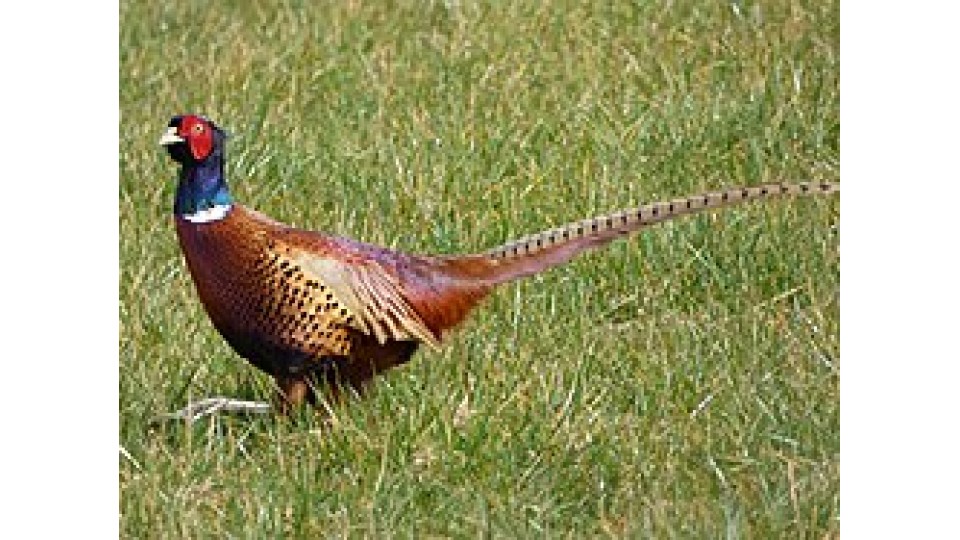 Protected Fatty Acids for Game Birds and the health benefits