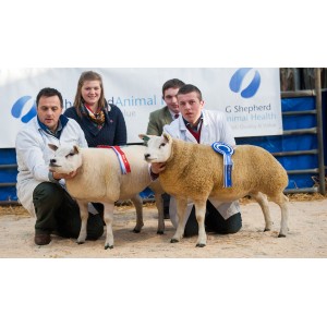 Show Preparation of Sheep (4)