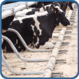 Cubicle & Bedding Hygiene (2)