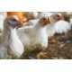 Health benefits in Poultry & Game Birds from using protected fatty acids