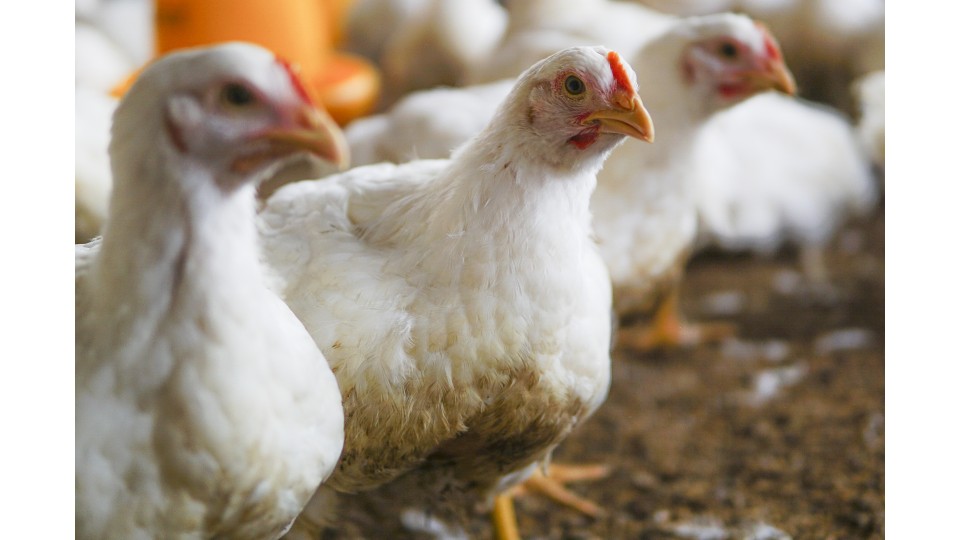 Health benefits in Poultry & Game Birds from using protected fatty acids