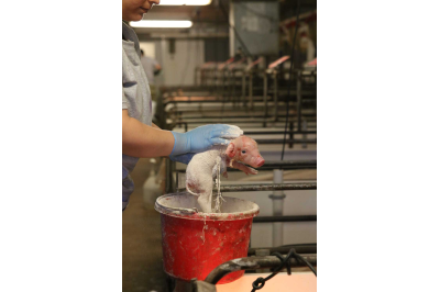 The Benefits of Applying Drying Powders to Newborn Piglets