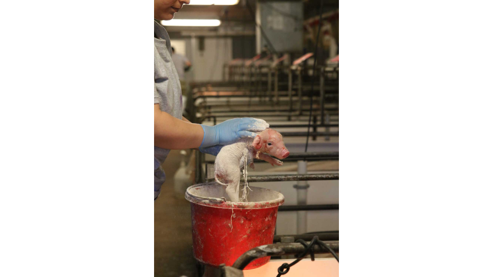 The Benefits of Applying Drying Powders to Newborn Piglets