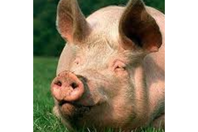 Use of protected fatty acids in Pig health and nutrition