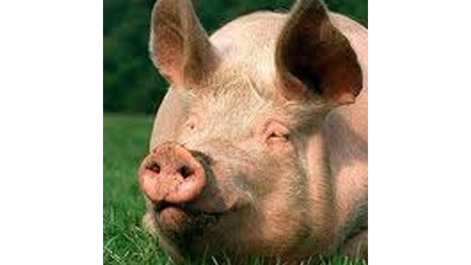 Use of protected fatty acids in Pig health and nutrition