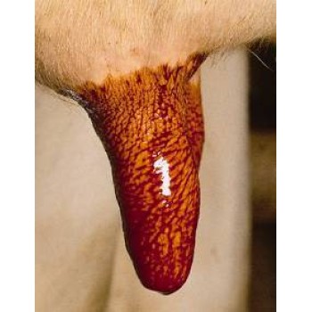 Udder Health & Dairy Hygiene Udder Health & Dairy Hygiene