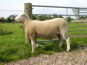 Arthritis & Joint-ill in lambs