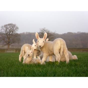 Lambing (9)