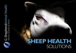 Collect your copy of our New Sheep Health Brochure