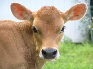 Antibiotics for calf scours?