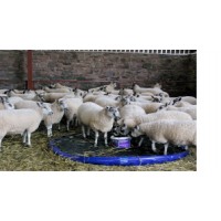 Sheep Footcare & Lameness