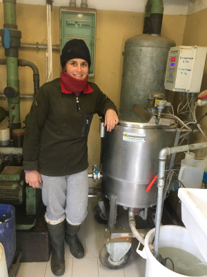 Pasteurisation of Calf Milk works well at University of Bologna
