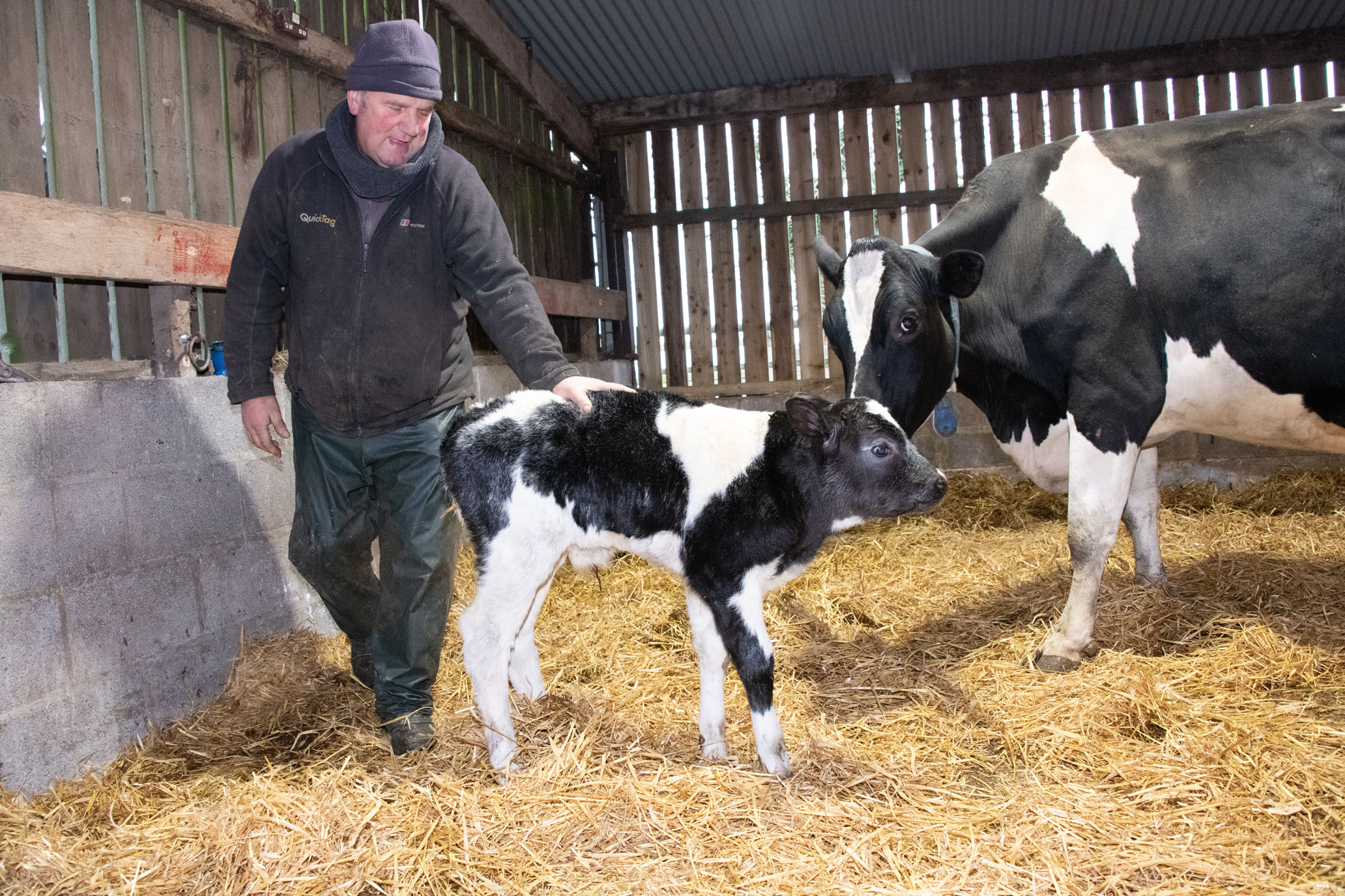 Farmer with a young calf in a strawy pen